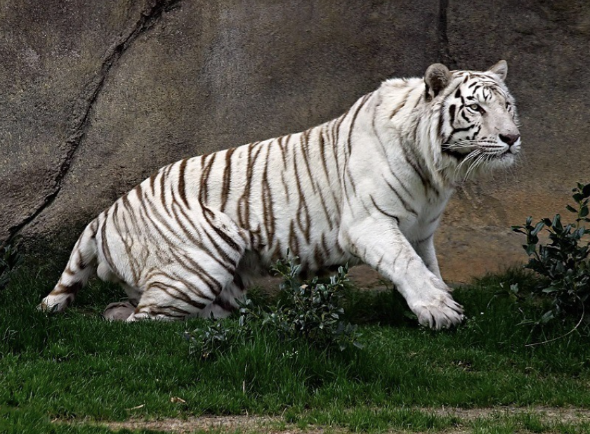 Van Vihar National Park